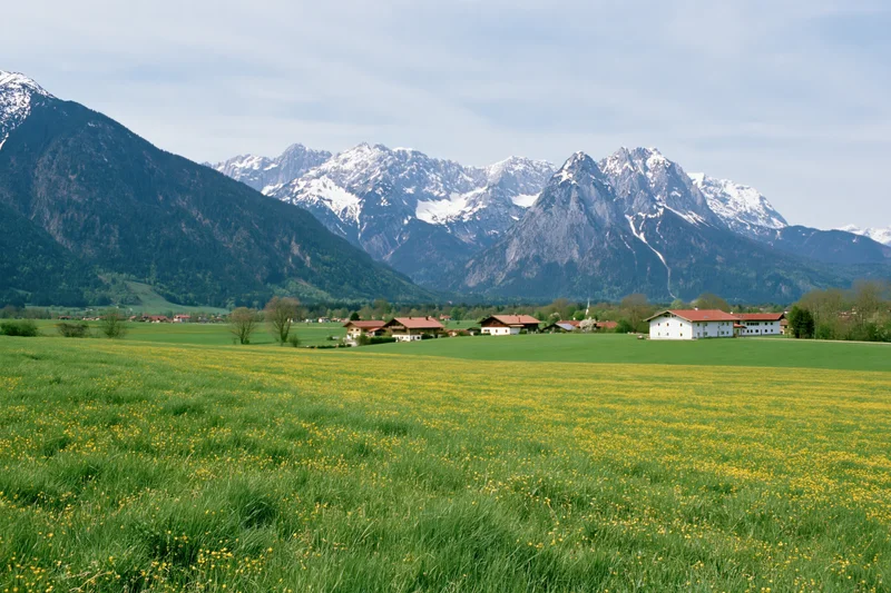 Rolling green meadows with yellow flowers and snow-capped alpine mountains in bavaria