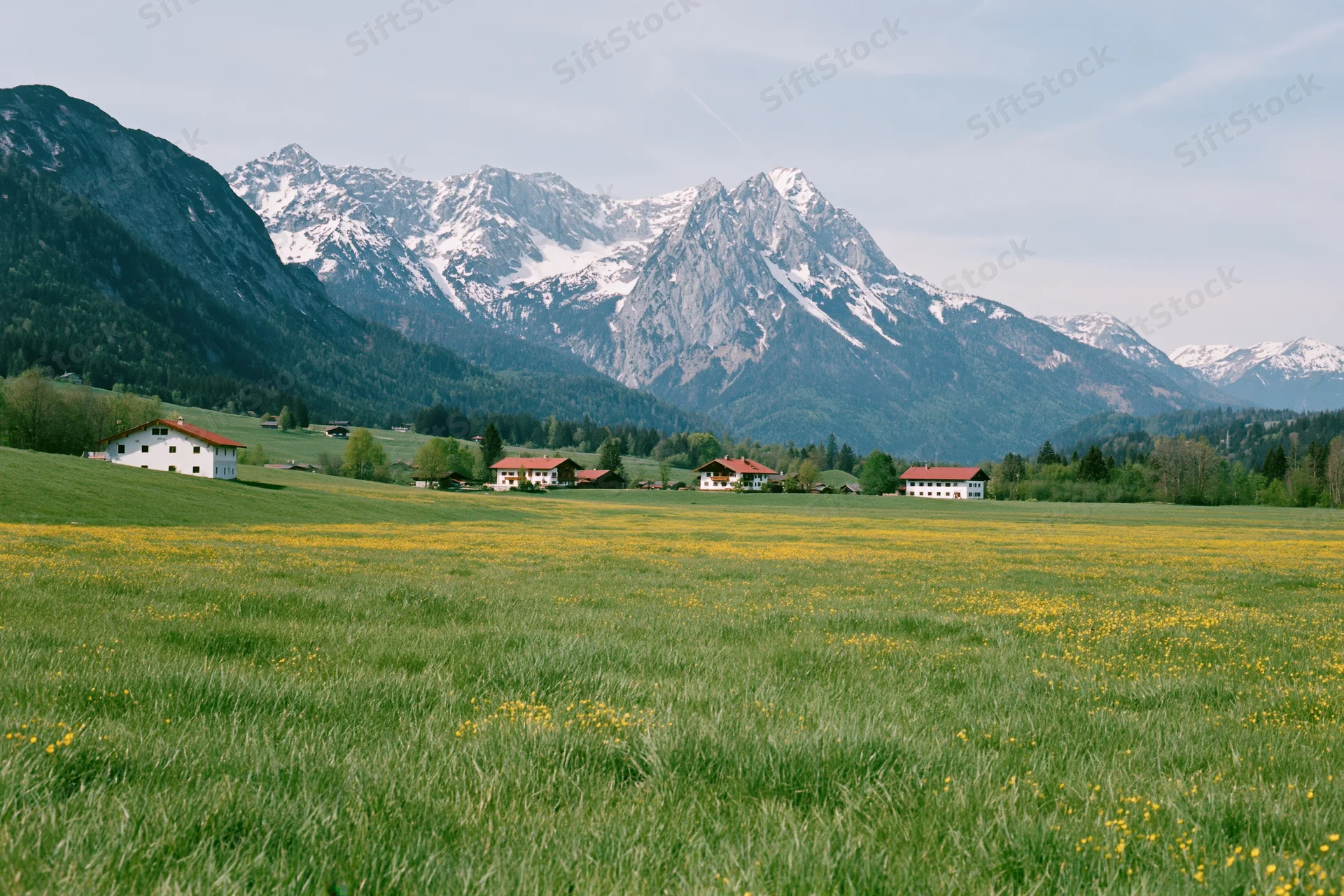 Rolling green meadow with yellow wildflowers and farmhouses at base of snow-capped alpine mountains in bavaria