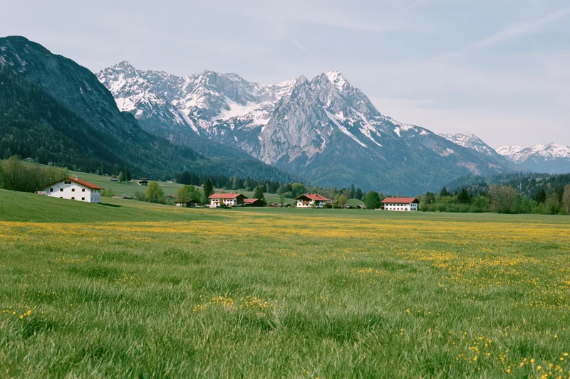 Rolling green meadow with yellow wildflowers and farmhouses at base of snow-capped alpine mountains in bavaria