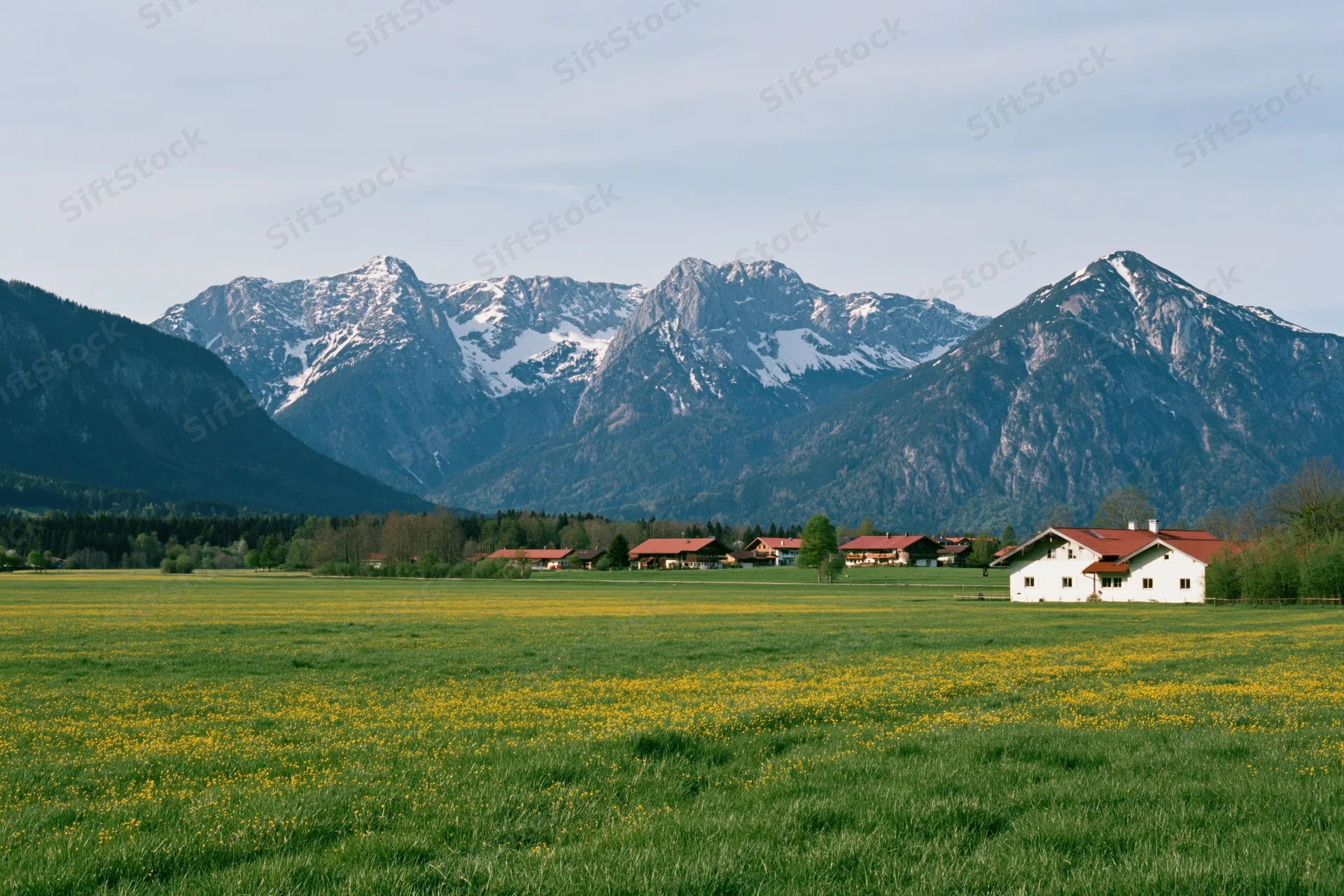 Wide view of green meadow with yellow flowers and snow-capped alpine mountains in bavaria, germany