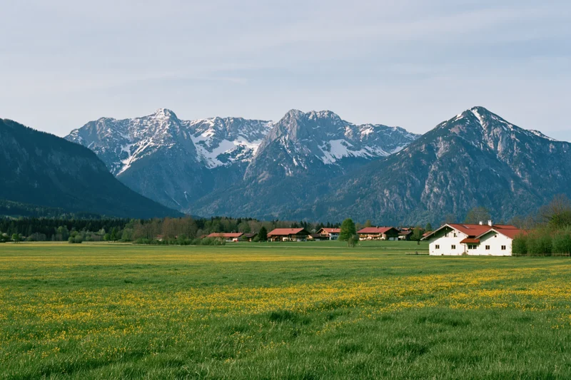 Wide view of green meadow with yellow flowers and snow-capped alpine mountains in bavaria, germany