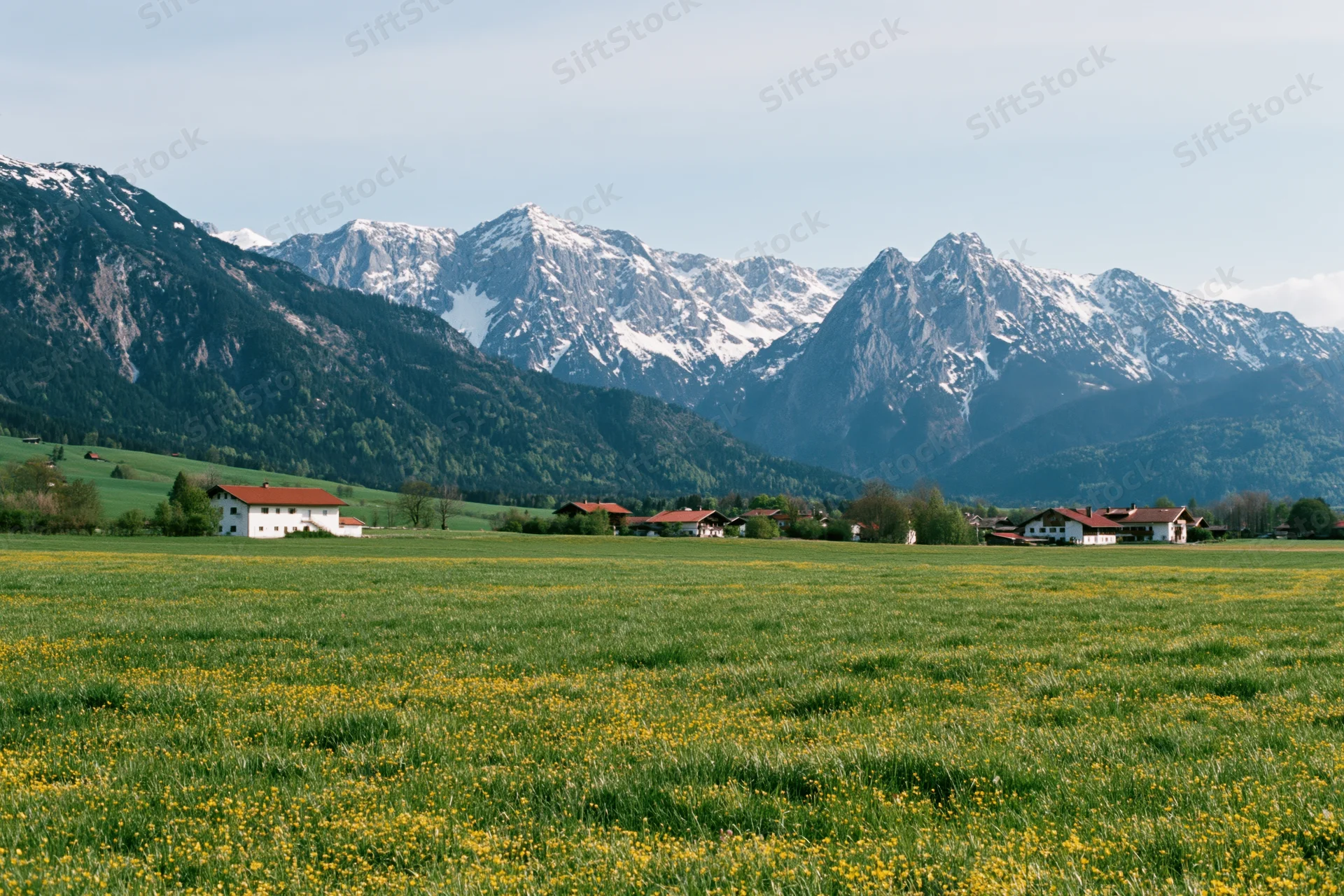 Wide view of green meadow with yellow flowers and snow-capped alpine mountains in bavaria germany