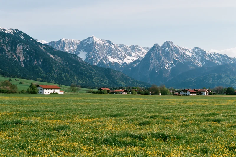 Wide view of green meadow with yellow flowers and snow-capped alpine mountains in bavaria germany