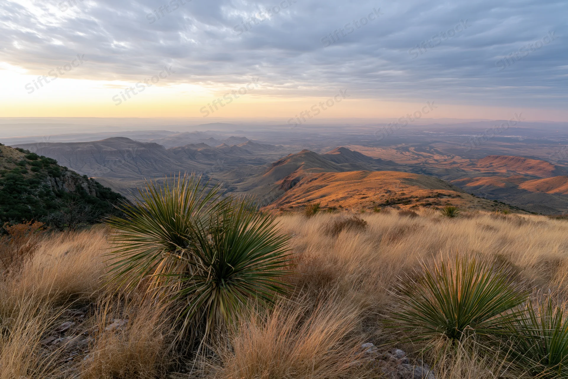 Wide view of chihuahuan desert valley at sunset with yucca plants and distant mountains