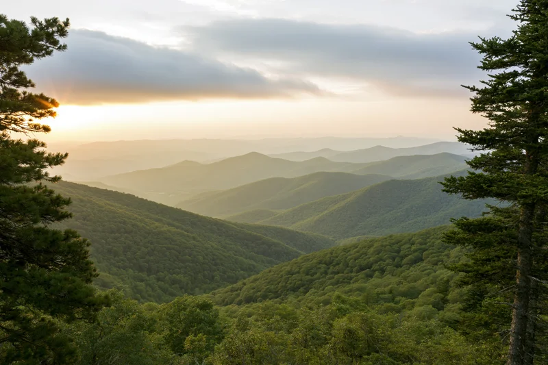 Layered green mountain ridges receding into the distance under a soft sunset sky framed by pine trees