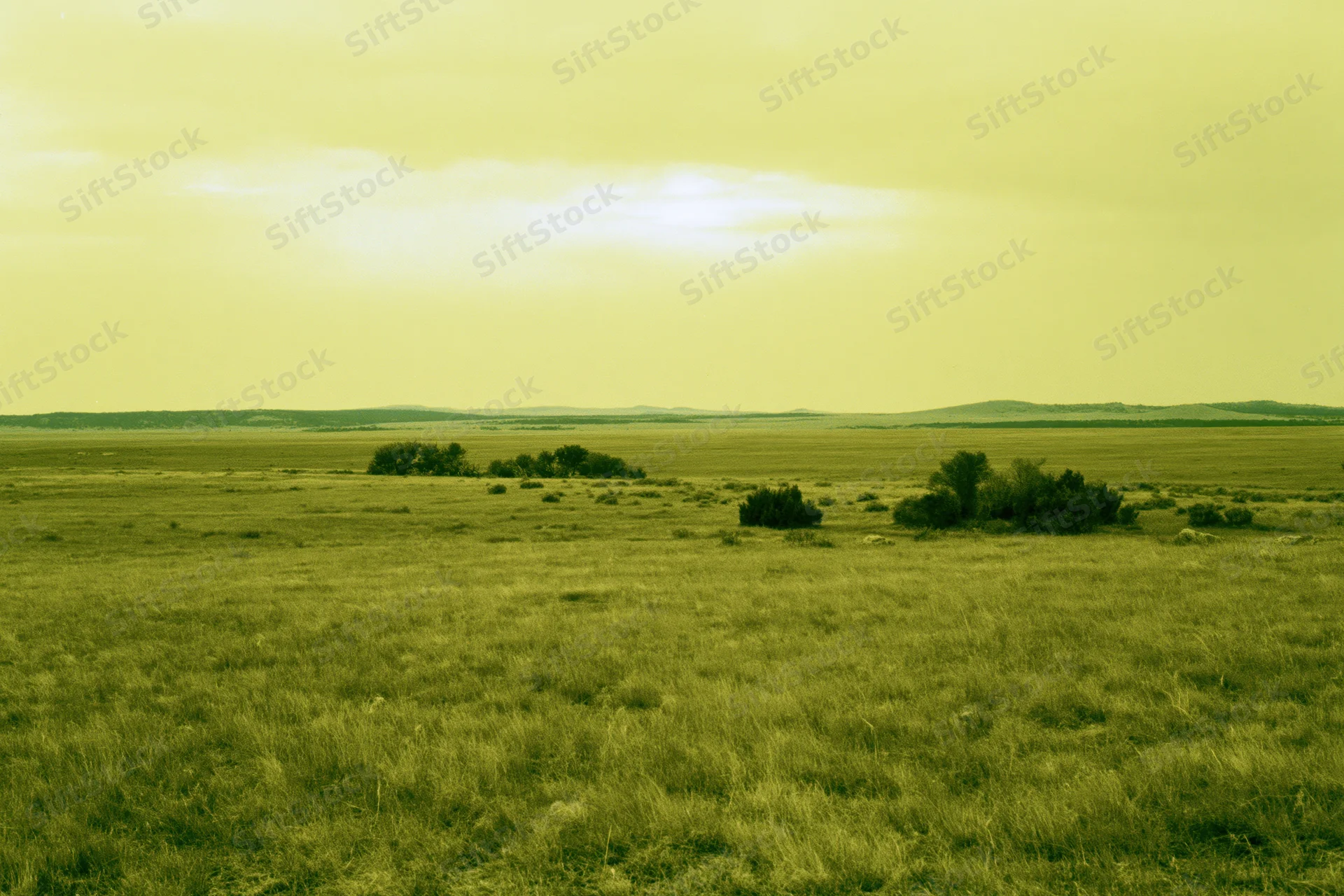 Wide open grassland prairie stretching to a flat horizon with scattered shrubs under an overcast sky