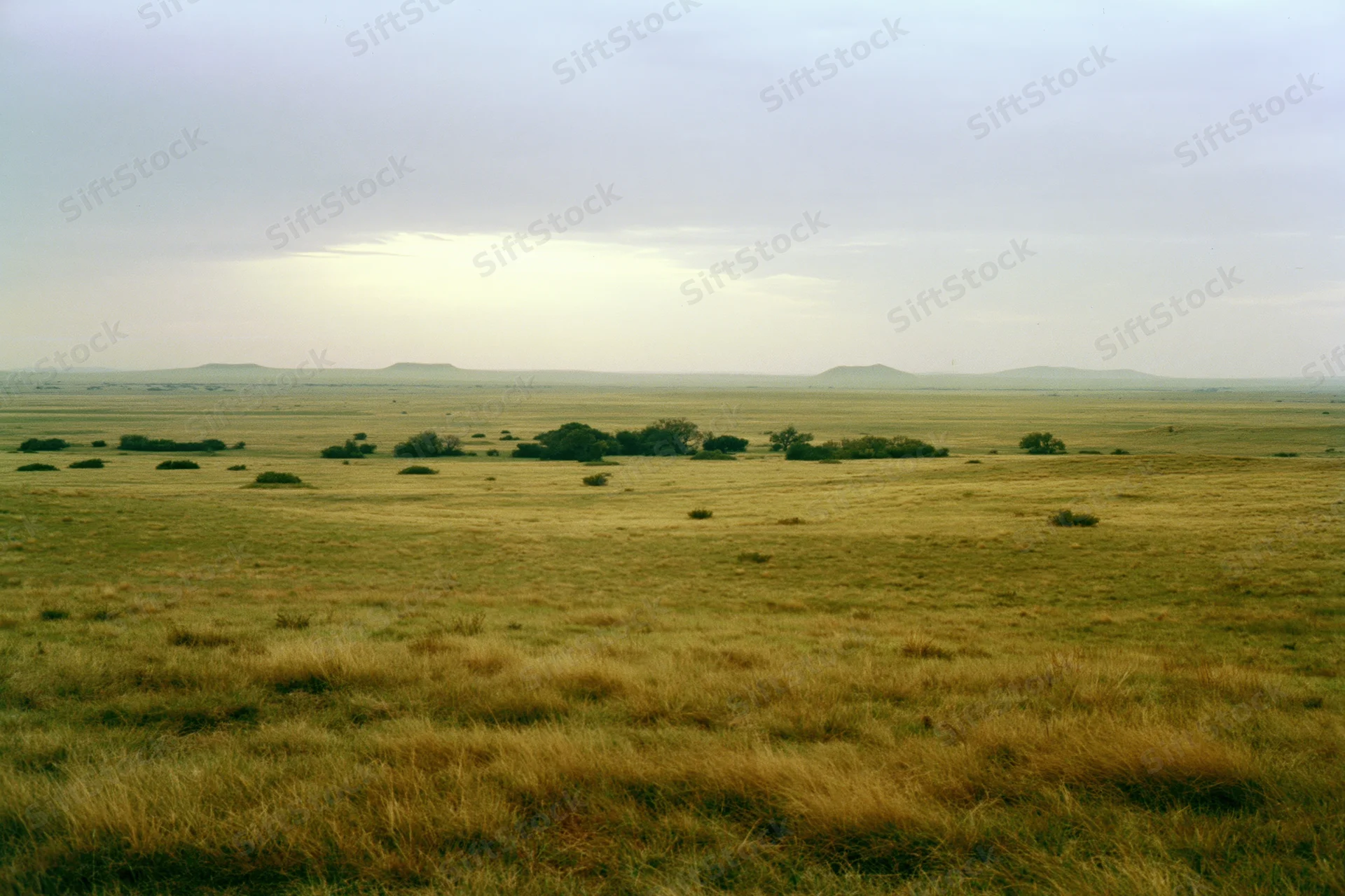 Wide open grassland prairie stretching to a flat horizon with scattered shrubs and distant hills under an overcast sky