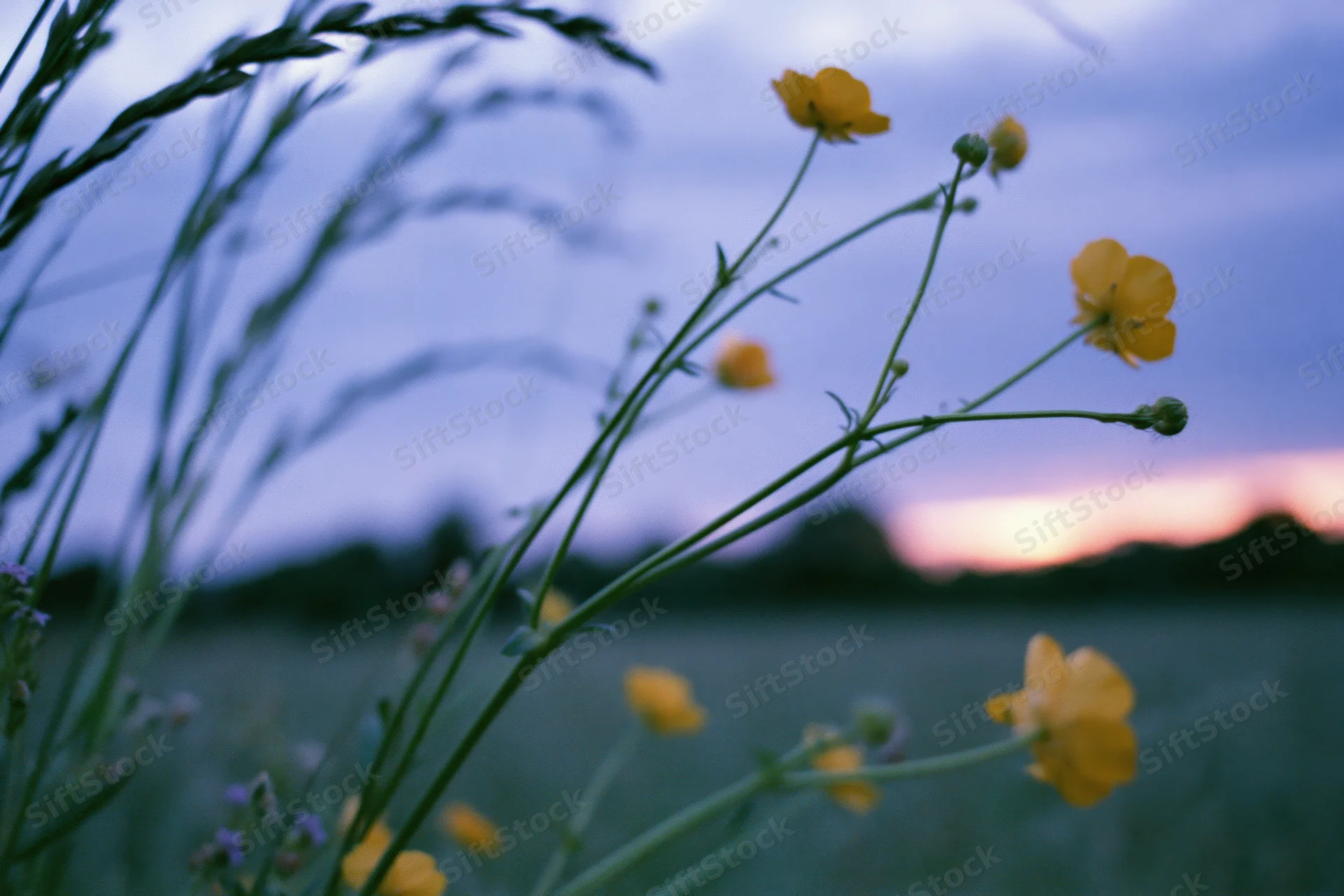 Wild buttercup flowers blooming on slender stems in a meadow at dusk
