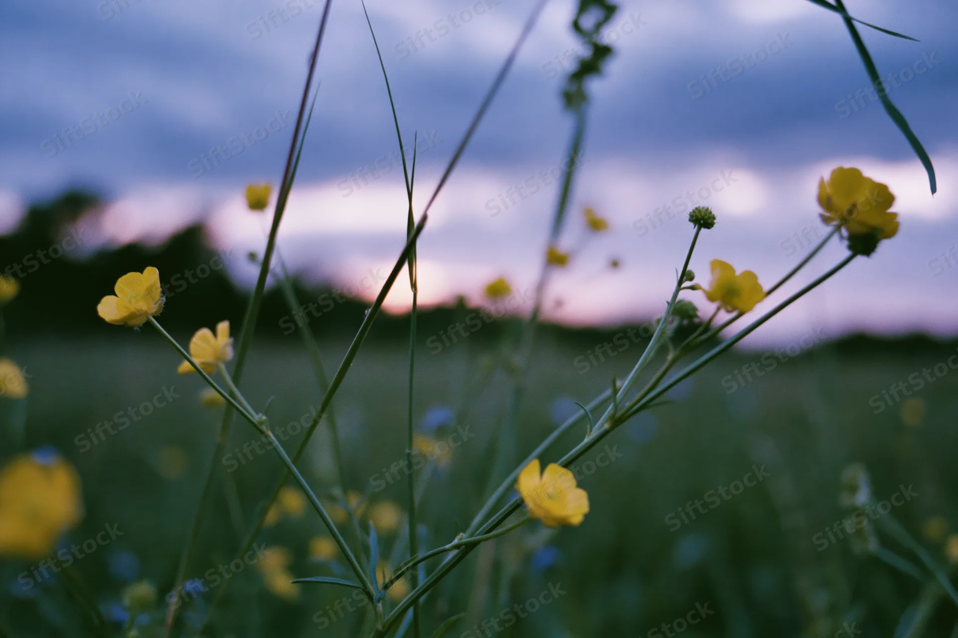 Wild buttercup flowers blooming on tall grass stems in a meadow at dusk
