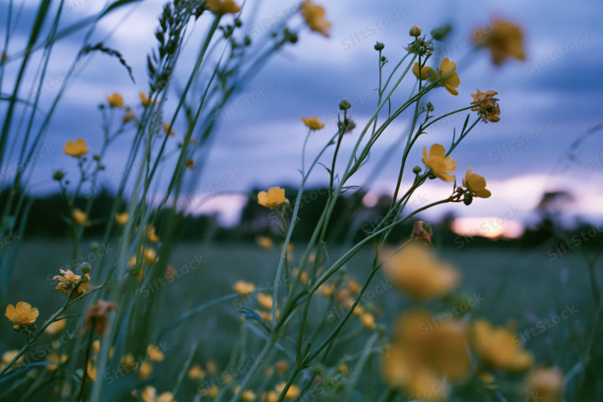 Wild buttercup flowers blooming on tall grass stems in a meadow at dusk