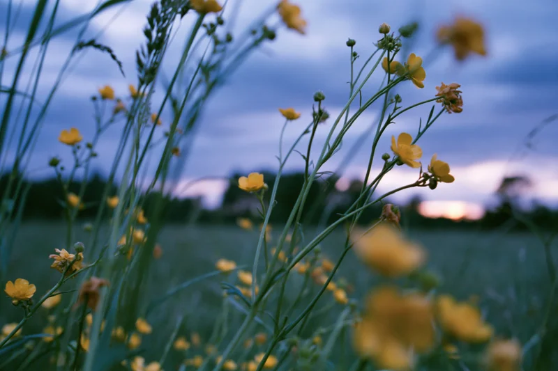 Wild buttercup flowers blooming on tall grass stems in a meadow at dusk