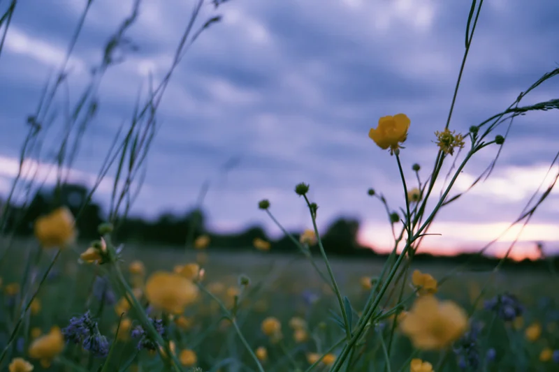 Wild buttercup flowers blooming among tall grass stems in a meadow at dusk
