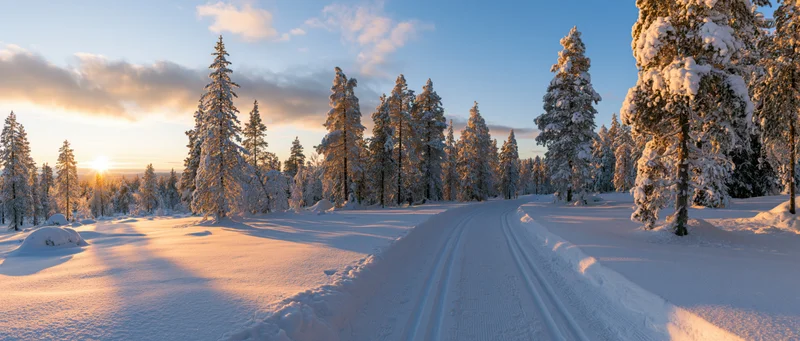 Snow-covered pine forest with ski tracks winding through it at sunrise