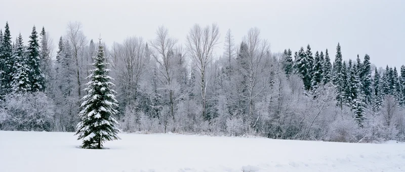 Snow-covered evergreen tree in a snowy field before a forest of mixed trees