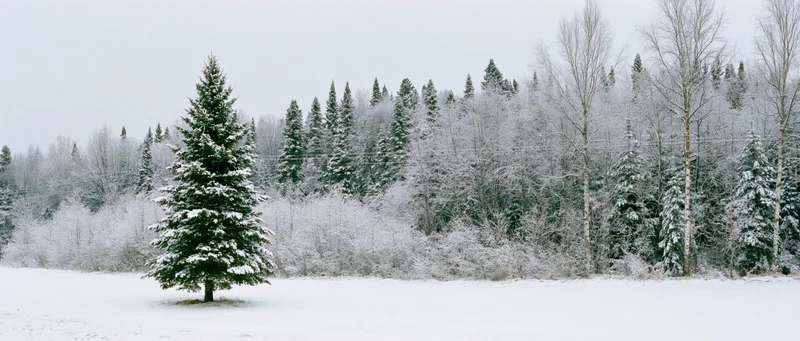 Snow-covered evergreen tree standing alone in a snowy field with forested hillside behind