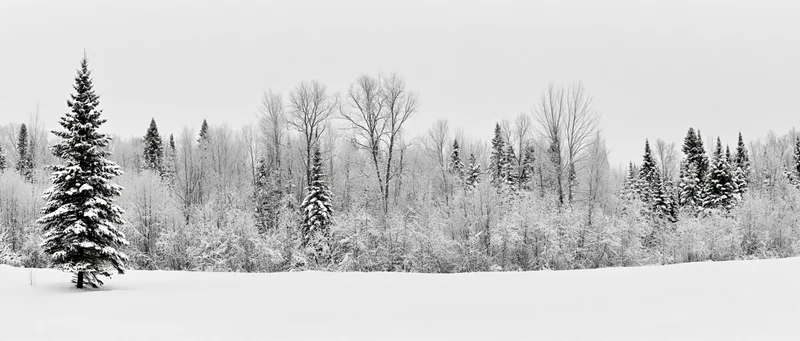 Snow-covered evergreen trees and bare deciduous trees lining a snowy field in a winter forest landscape