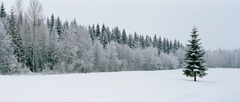 Rewritten to describe what is seen — a single snow-covered evergreen tree in a field, with a forest in the background. No adjectives, no mood, no interpretation. Sentence case, no trailing period. One clause. 72 characters