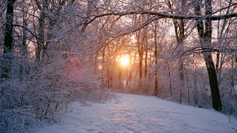 Snow-covered forest path at sunrise with bare trees and soft golden light filtering through branches