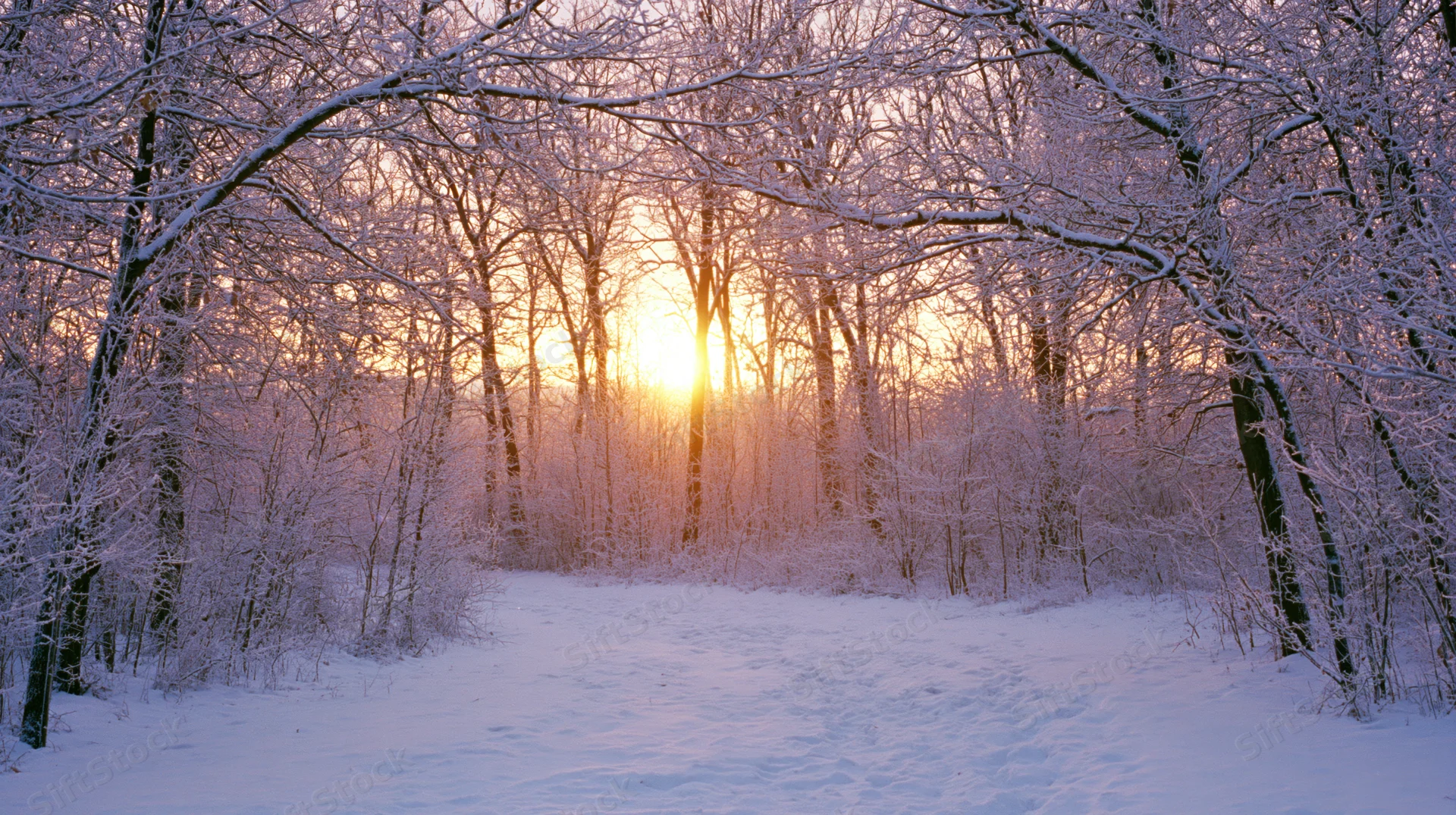 Snow-covered forest path at sunrise with bare trees and golden light filtering through branches