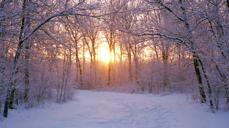 Snow-covered forest path at sunrise with bare trees and golden light filtering through branches