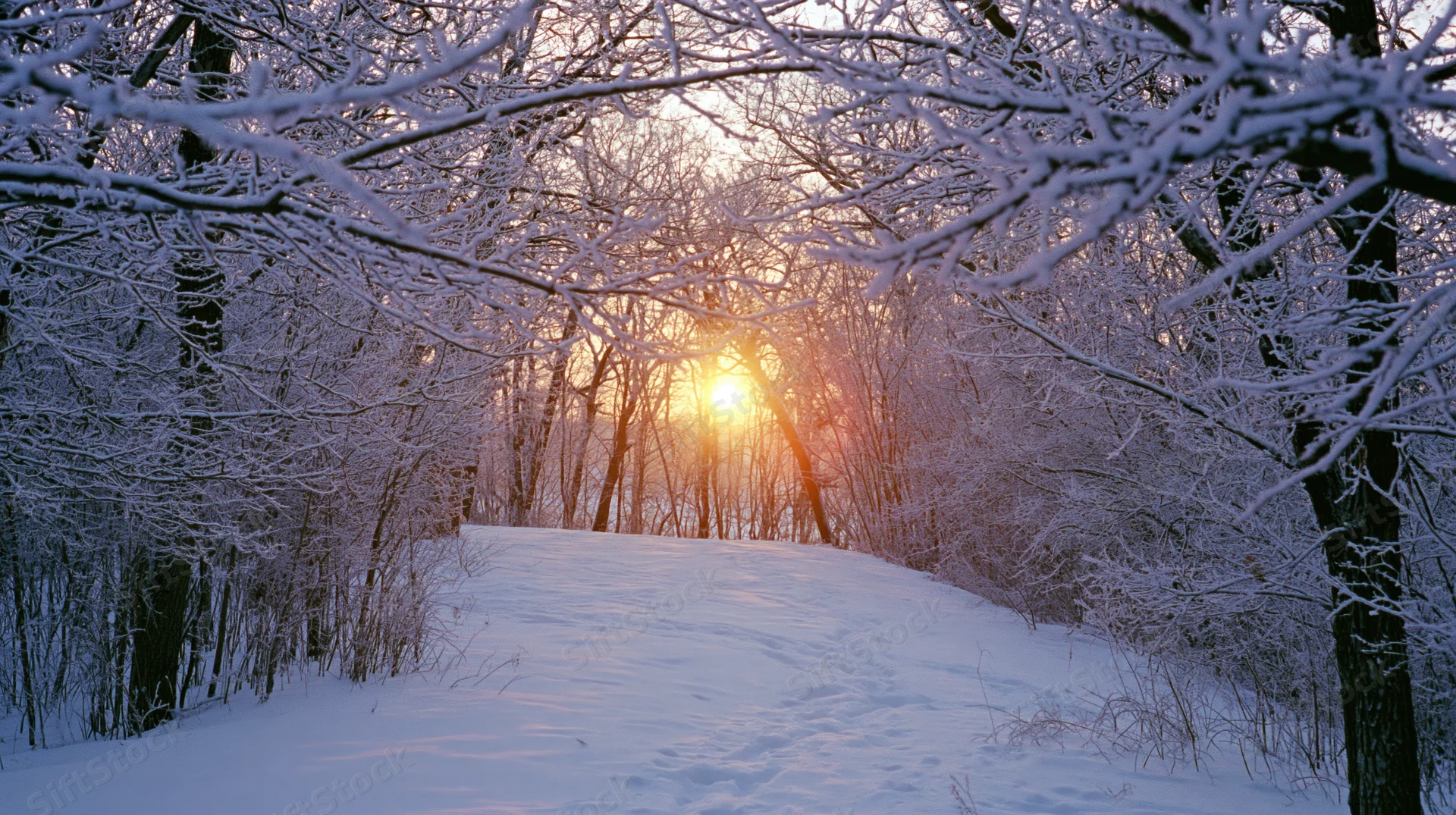 Snow-covered path through a winter forest at sunrise with bare trees and sunlight glowing through branches