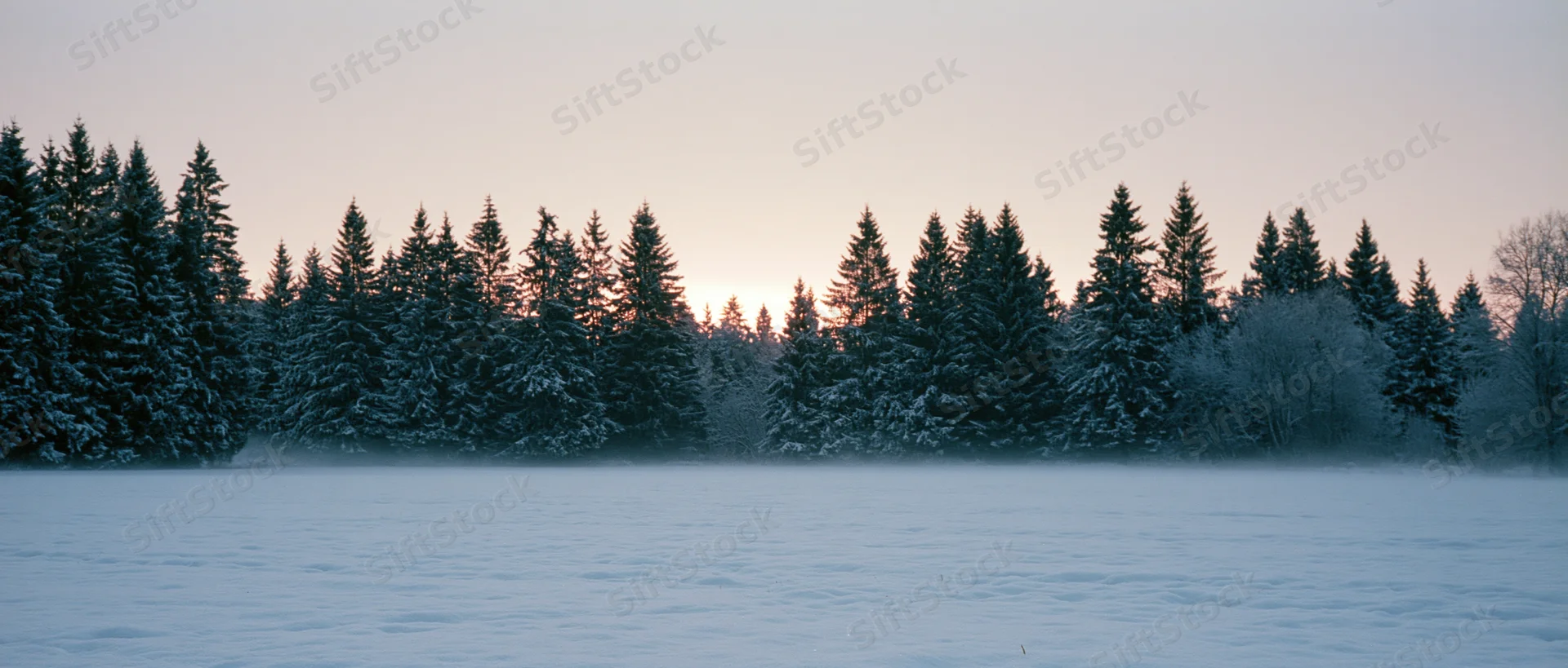 Snow-covered evergreen forest at sunrise over a frozen field