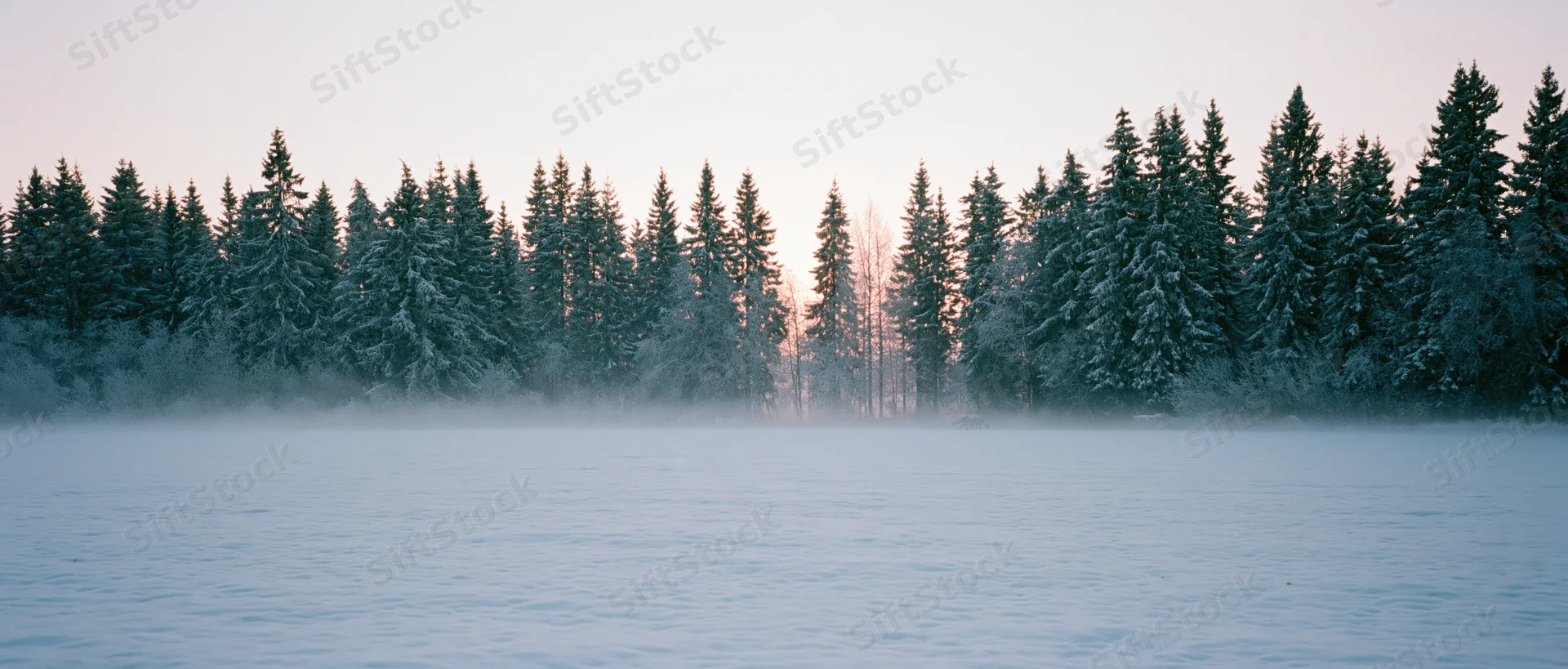 Snow-covered pine trees lining a frozen lake at dawn in a quiet winter forest