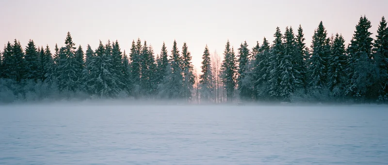 Snow-covered pine trees lining a frozen lake at dawn in a quiet winter forest