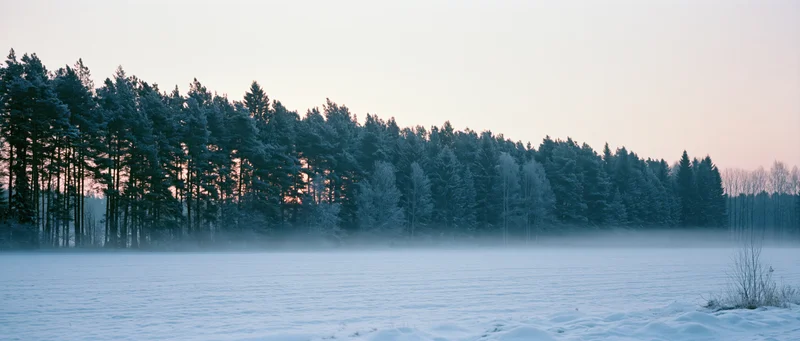 Snow-covered forest at dawn with mist over frozen lake