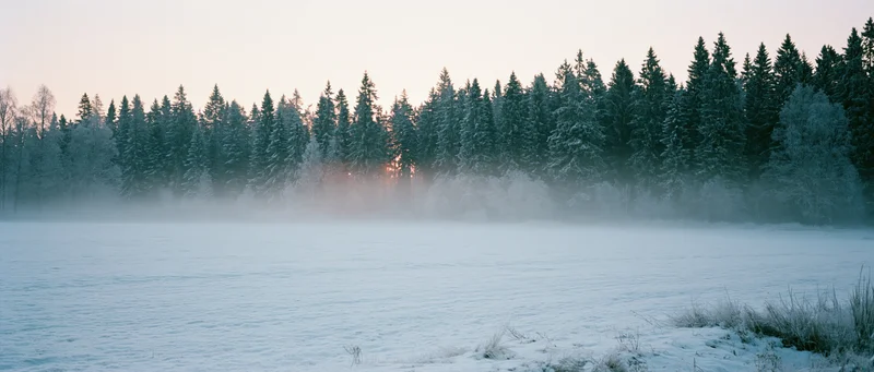 Snow-covered frozen lake bordered by frosty pine forest at sunrise