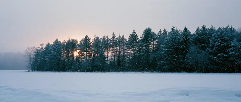 Snow-covered pine forest lining a frozen lake at twilight