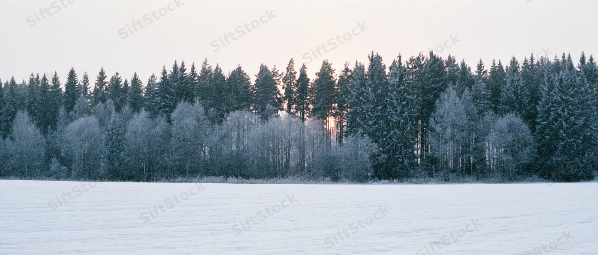 Snow-covered forest edge along a frozen lake at dawn