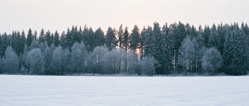Snow-covered forest edge along a frozen lake at dawn