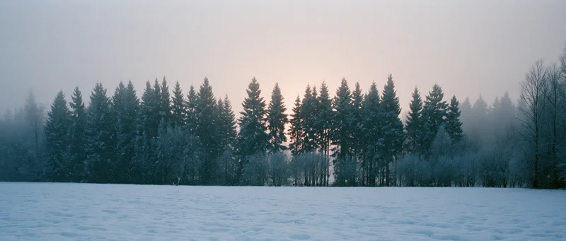 Snow-covered field with pine forest at sunrise in winter countryside