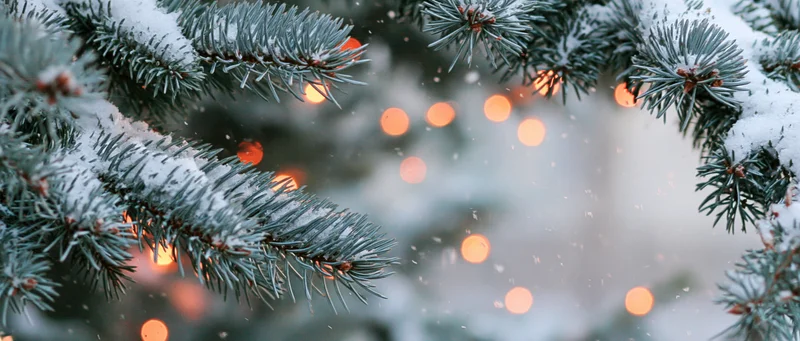 Snow-covered pine branches with warm bokeh lights in winter holiday setting