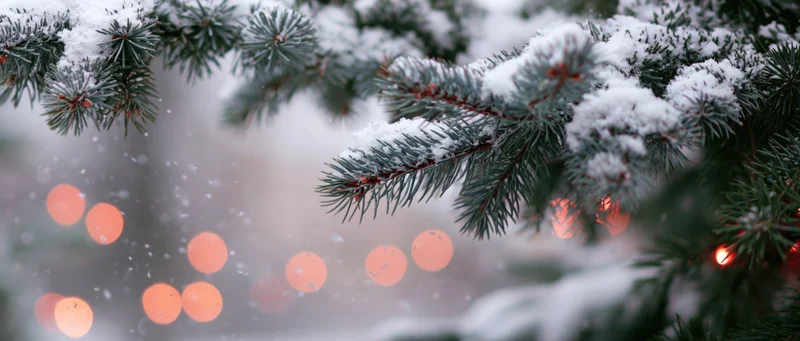 Snow-covered pine branches with blurred festive lights in background