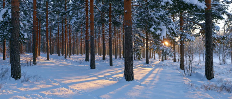 Snow-covered pine forest at sunrise with sunlight filtering through trees