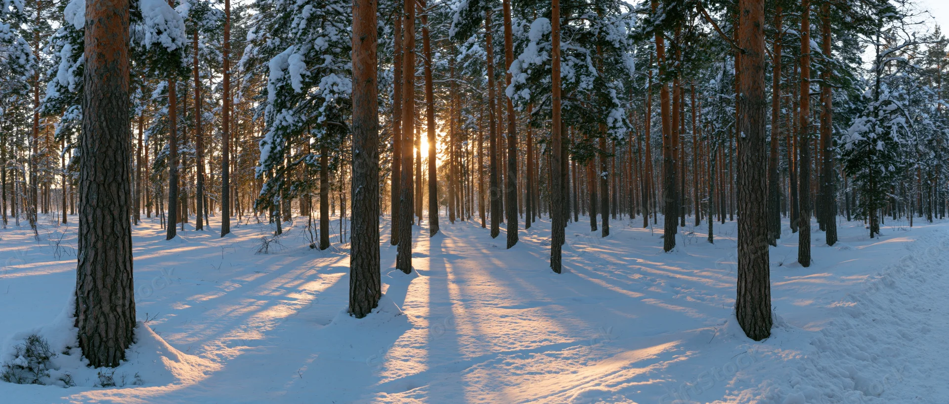 Snow-covered pine forest at sunrise with sunlight filtering through trees