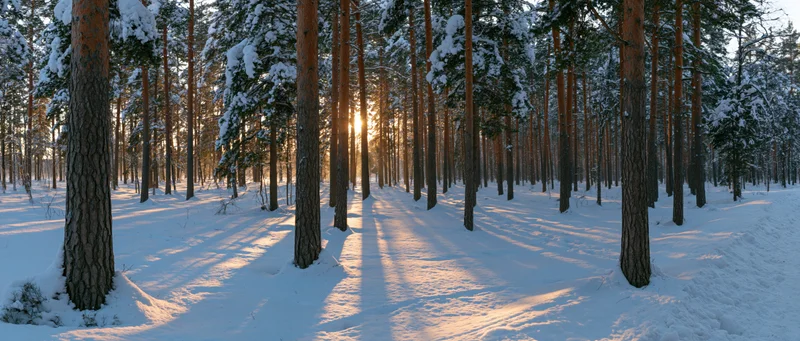 Snow-covered pine forest at sunrise with sunlight filtering through trees