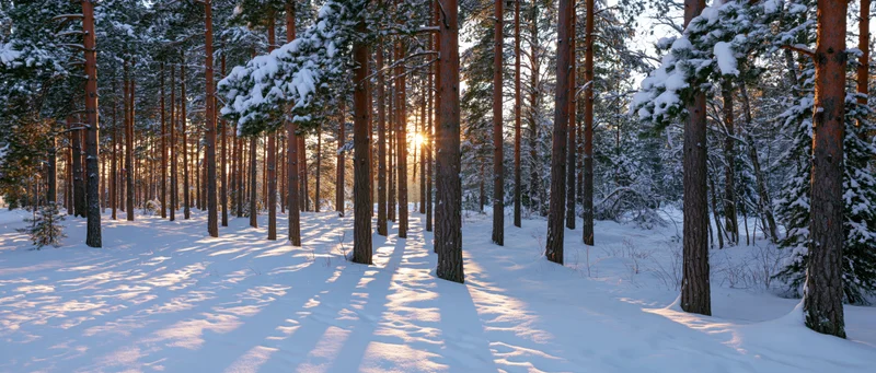 Snow-covered pine forest at sunrise with sunlight filtering through trees