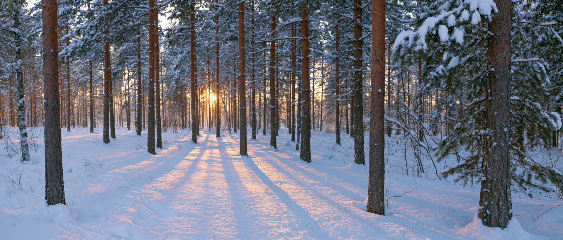 Snow-covered path through pine forest at sunrise with long shadows cast by trees