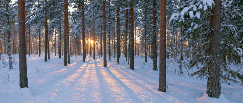 Snow-covered path through pine forest at sunrise with long shadows cast by trees