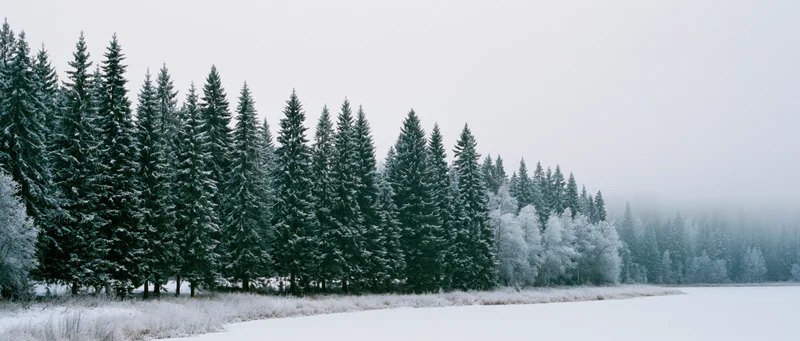 Snow-covered evergreen trees lining a frozen lake shore under overcast sky