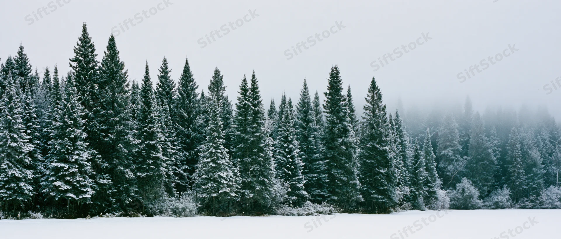 Snow-covered evergreen trees lining a snowy field under an overcast sky