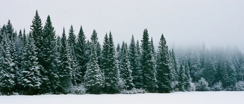 Snow-covered evergreen trees lining a snowy field under an overcast sky