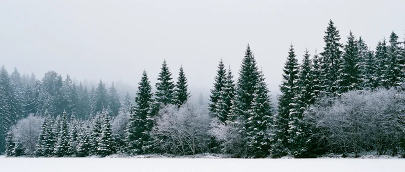 Snow-covered evergreen trees and shrubs in a forest landscape under an overcast sky