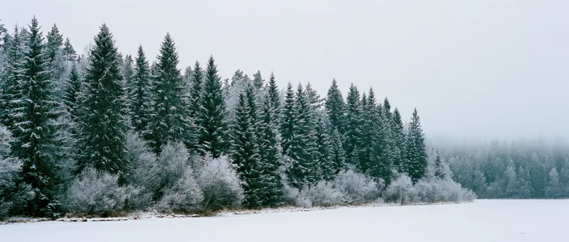Snow-covered evergreen trees lining a frozen lake shore in a winter forest landscape