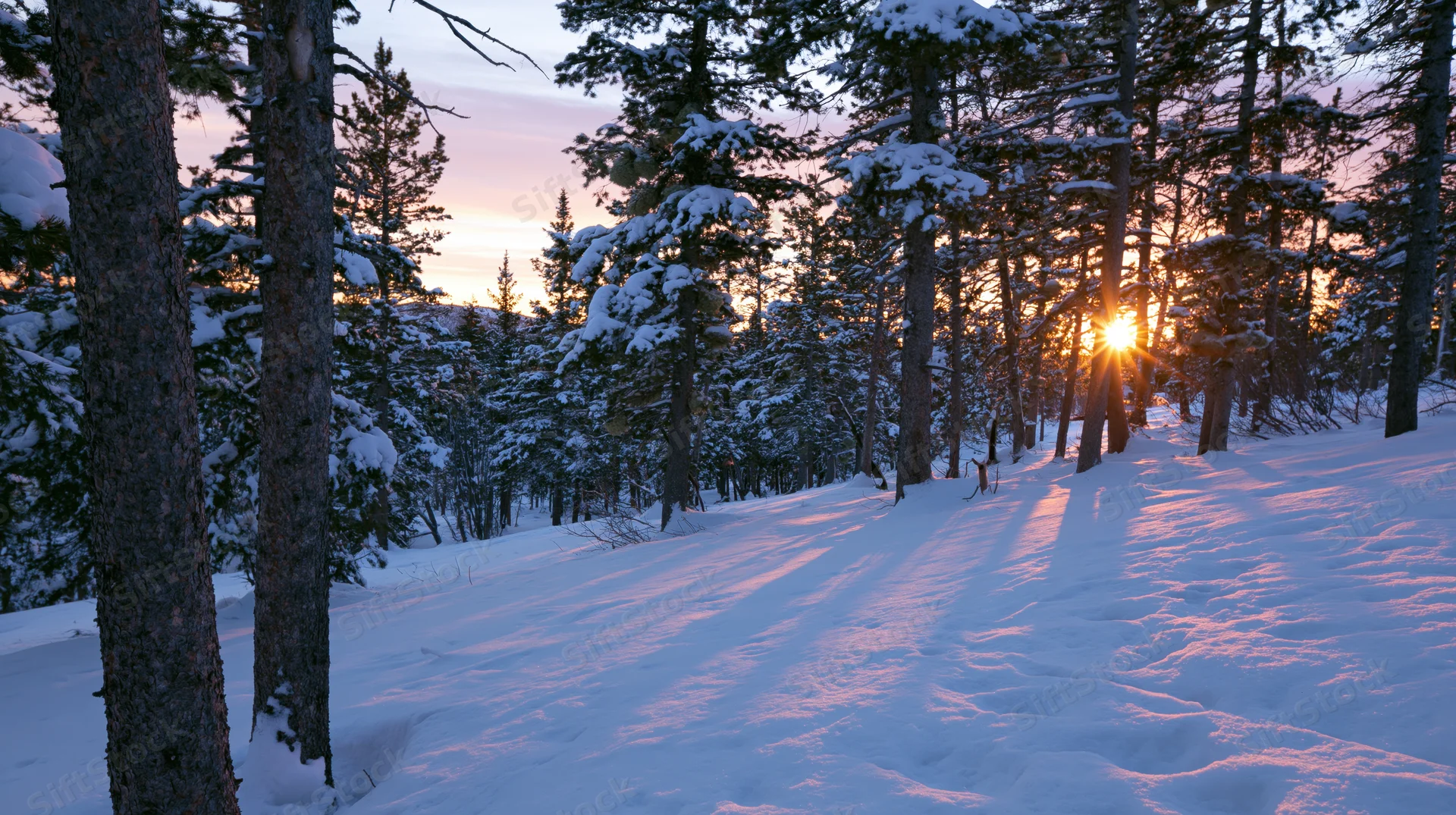 Snow-covered pine forest at sunset with sun shining through trees on a mountain trail