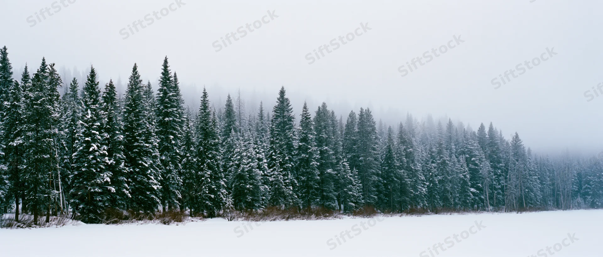 Snow-covered evergreen trees lining a frozen field under foggy overcast sky