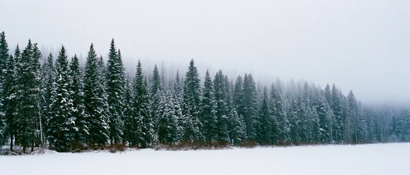Snow-covered evergreen trees lining a frozen field under foggy overcast sky